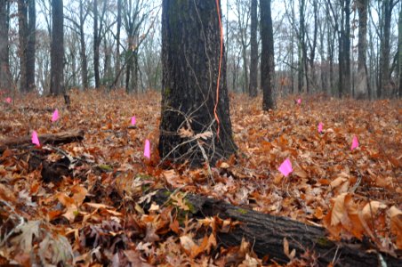 Changes in the Forest Floor