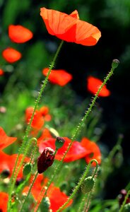 Nature garden poppies