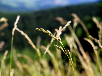 Just some grass photo