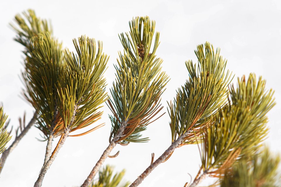 Pinus Flexilis needles