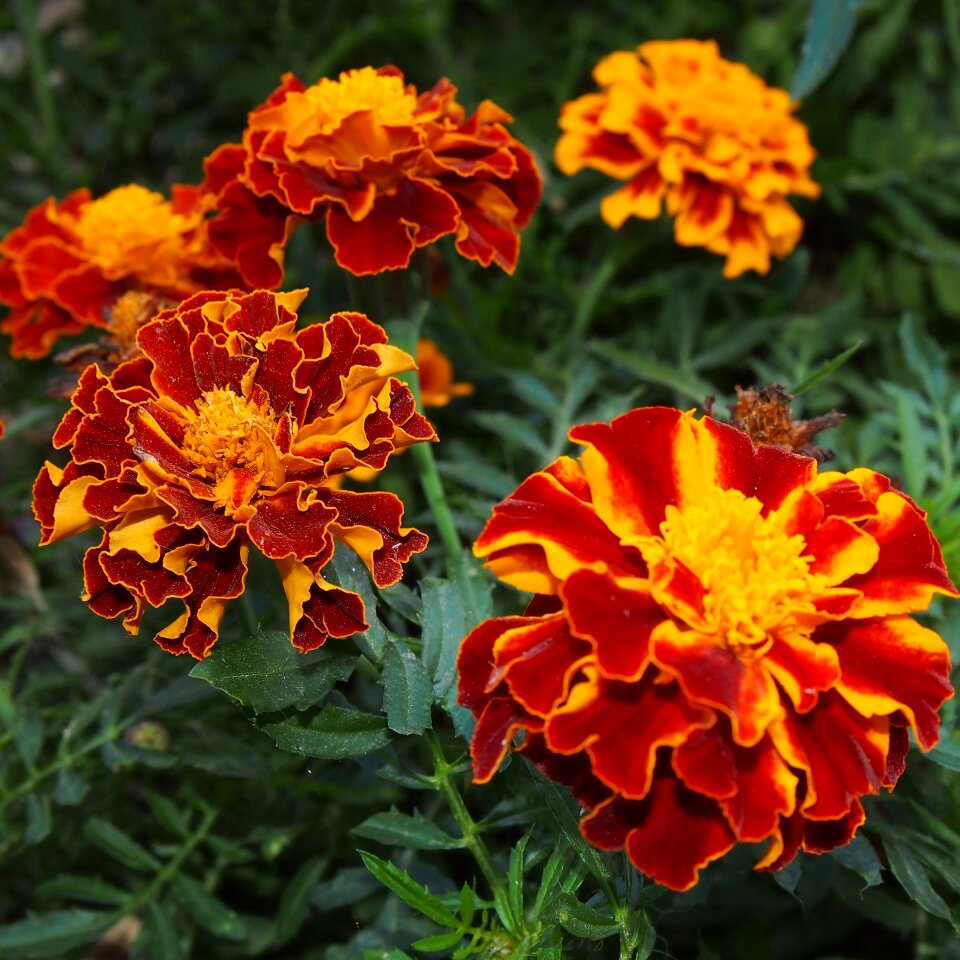 Nature plant marigold