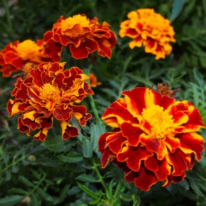 Nature plant marigold photo