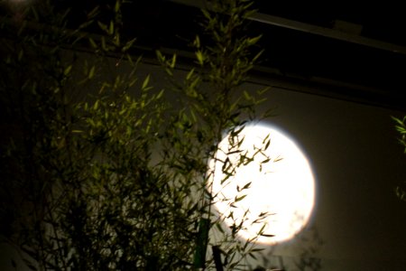 Noche de Luna llena 2016 169 photo