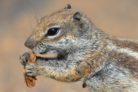 Animal chipmunk food