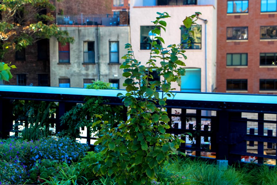 High Line Park