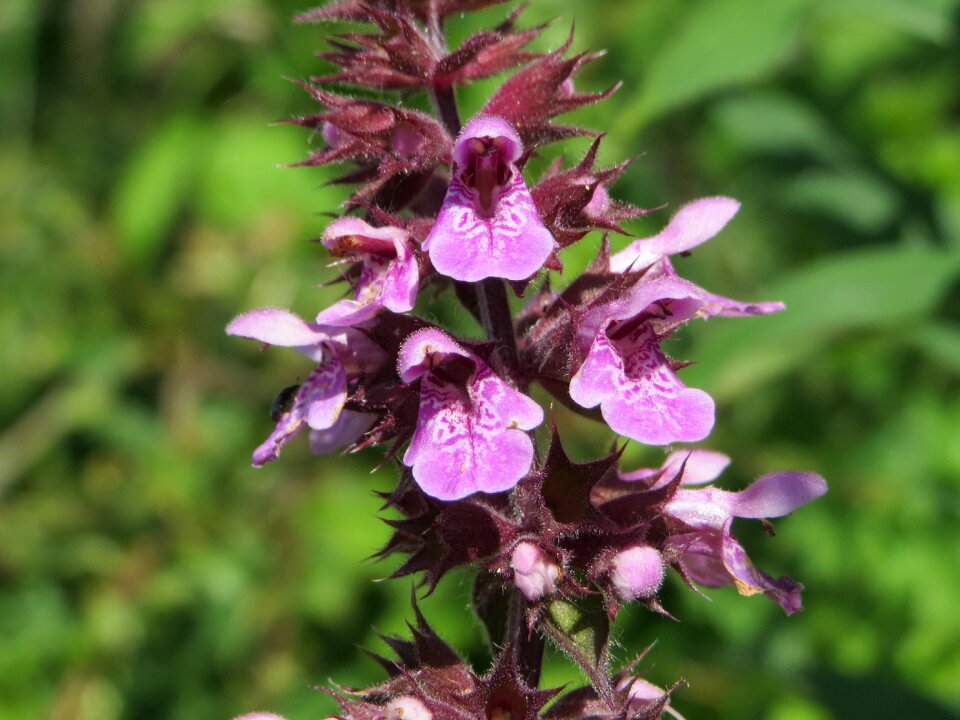 Wildflower flora macro