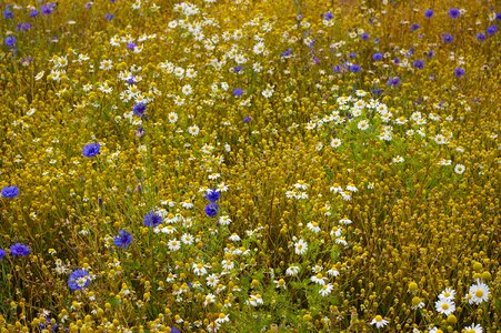 Herbal medicine naturopathy nature