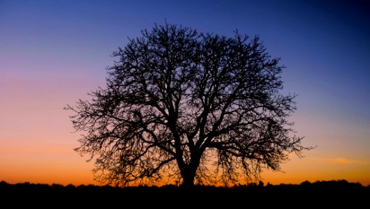 Tree in the evening light photo