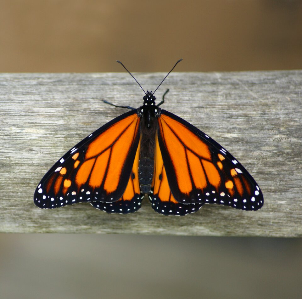 New zealand monach butterfly life circle