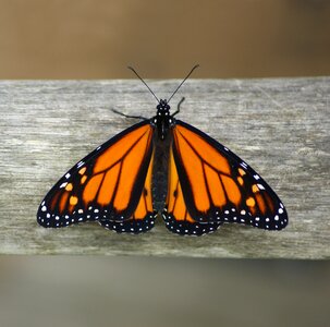 New zealand monach butterfly life circle