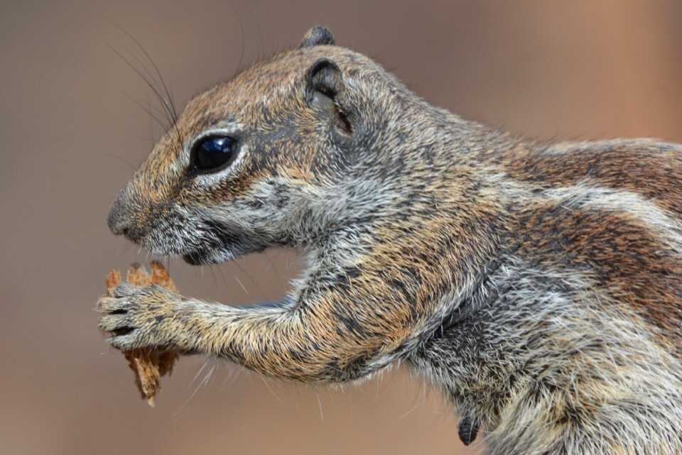 Animal chipmunk food