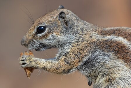 Animal chipmunk food