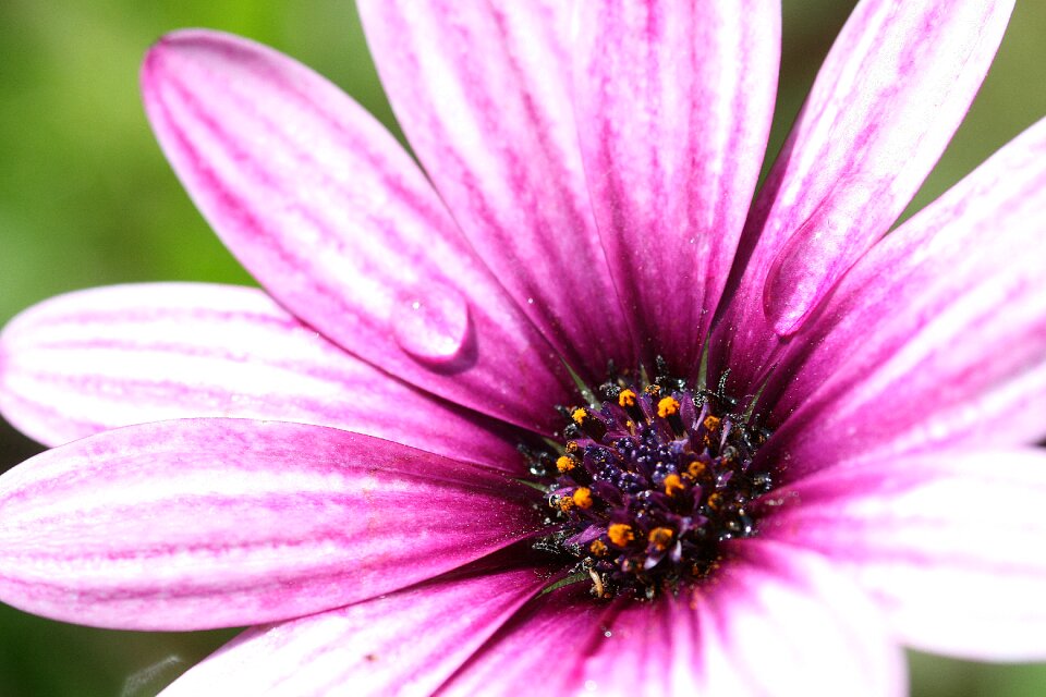 Nature flower dewdrop