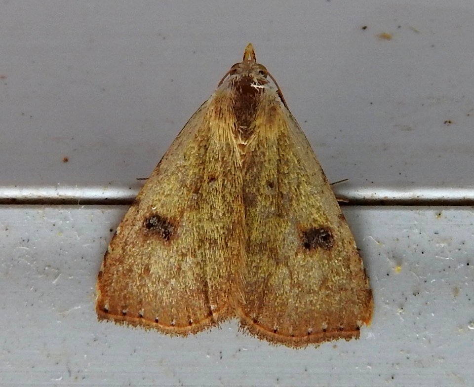 Moth