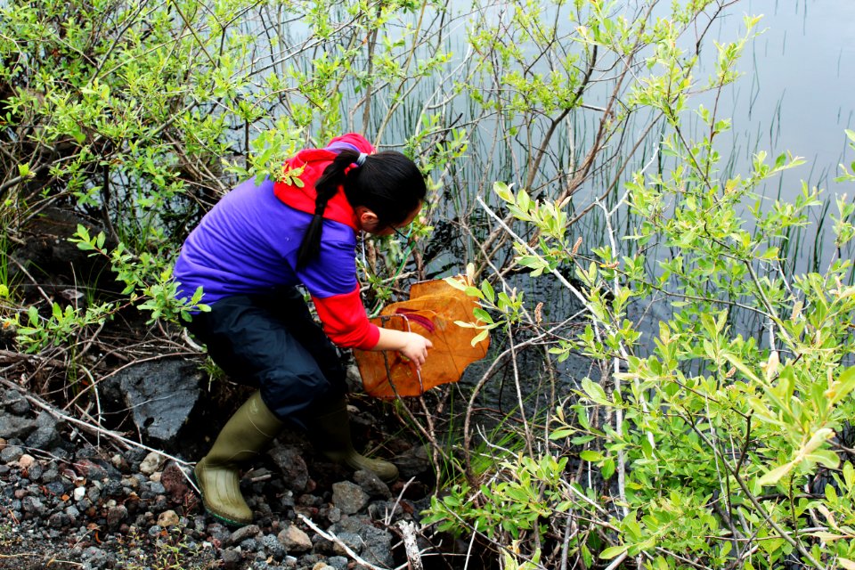 Collecting traps containing aquatic creates from ponds at Mount St. Helens