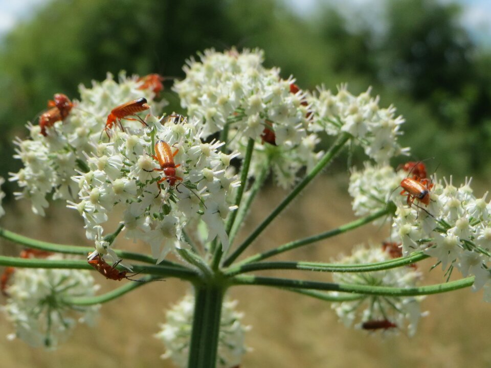 Common hogweed wildflower inflorescence