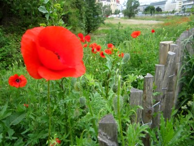 Blumen