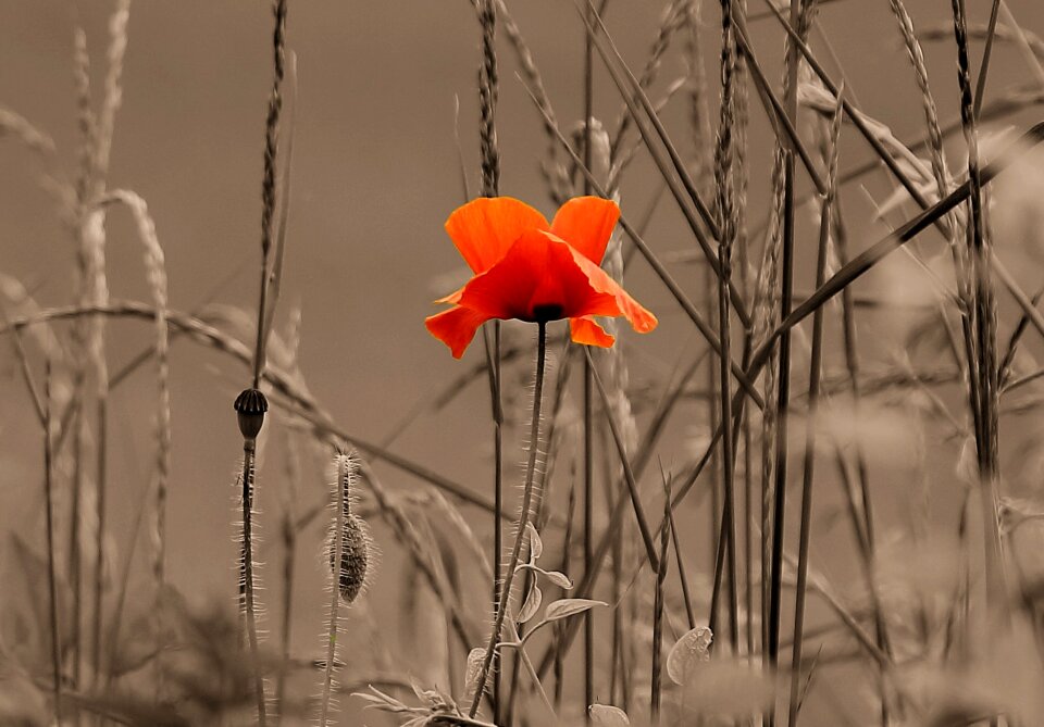 The wonders of mak flower nature
