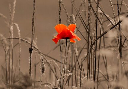 The wonders of mak flower nature