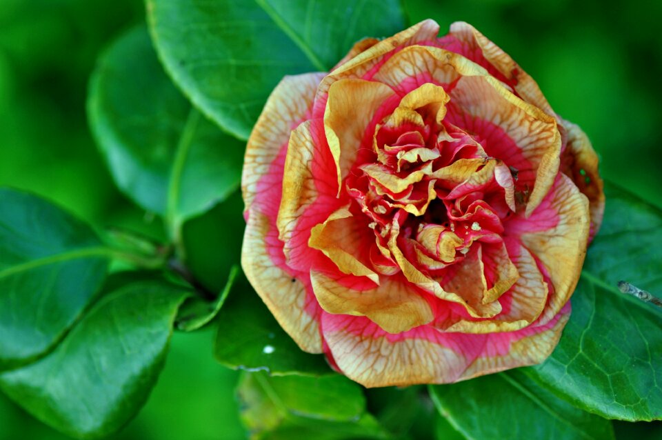 Petal pink yellow