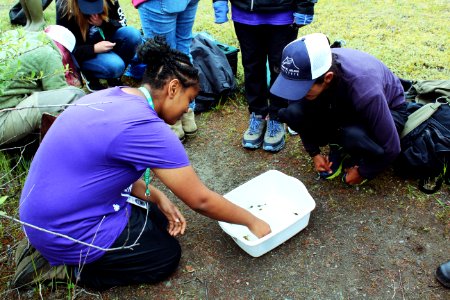 Students of ICYI examining the aquatic creatures found in ponds at Mount St. Helens photo