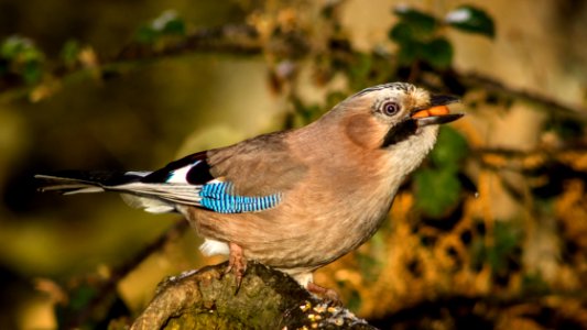 Eurasian Jay photo