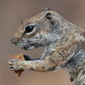 Animal chipmunk food