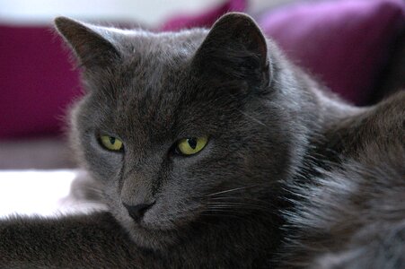 Carthusian grey green eyes