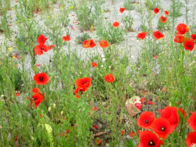 Blumen