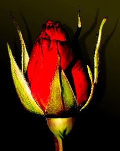 red rose photo