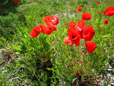 Blumen
