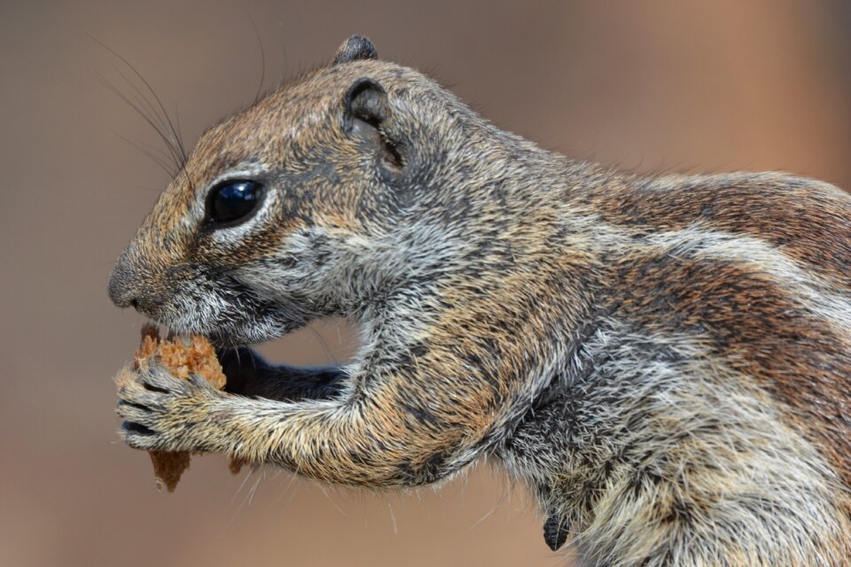 Animal chipmunk food