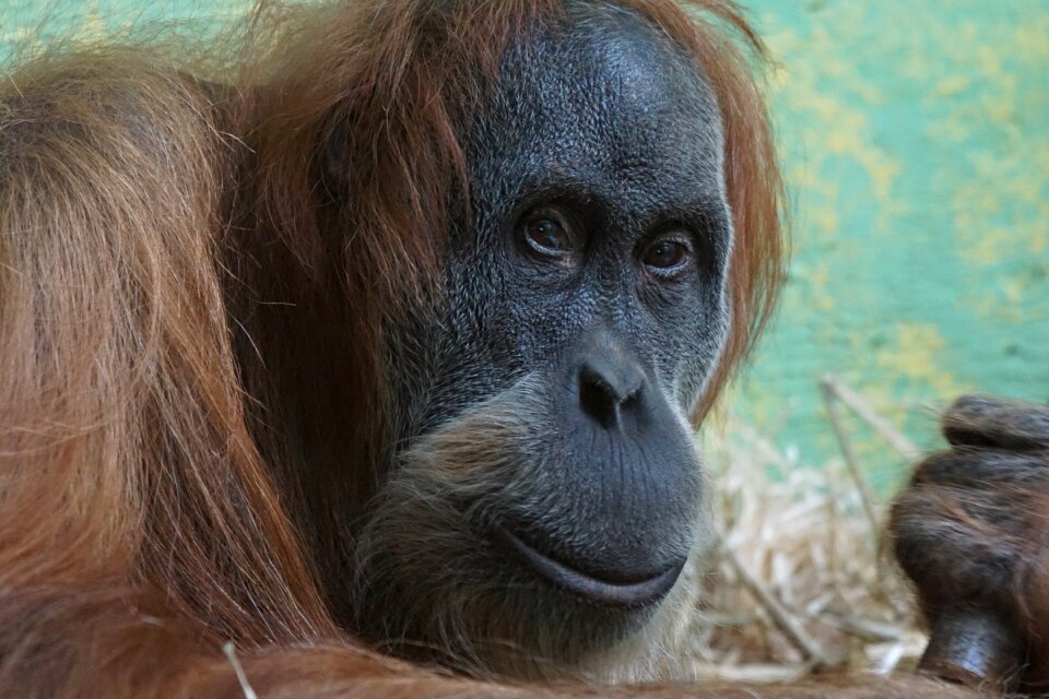 Monkey zoo portrait