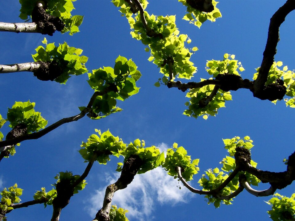 Branch blue green