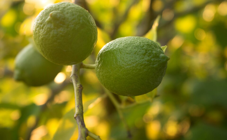 Green healthy food