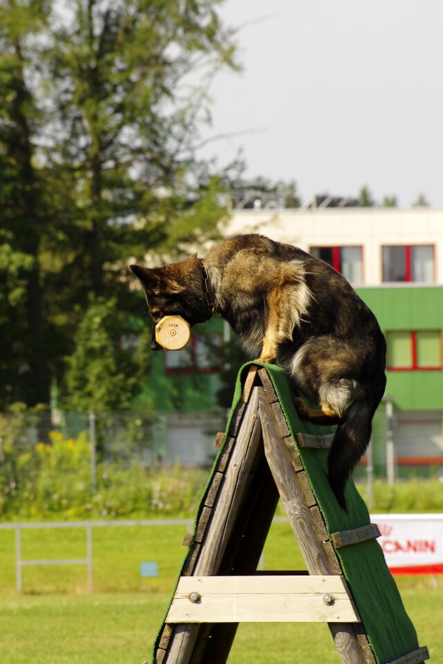 Sport jump animal
