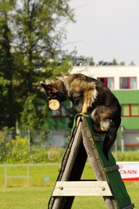 Sport jump animal