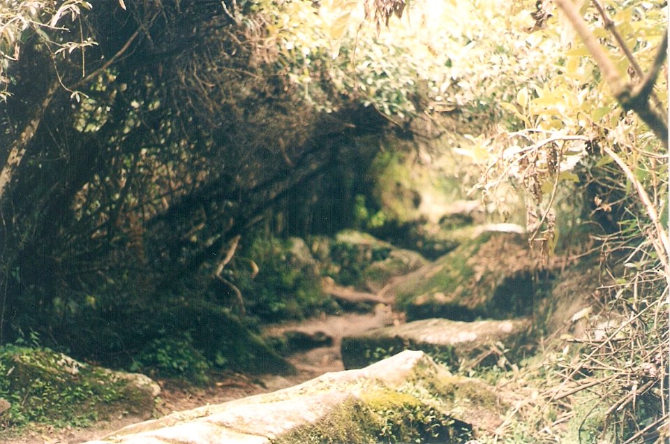 Caminata en Machi picchu