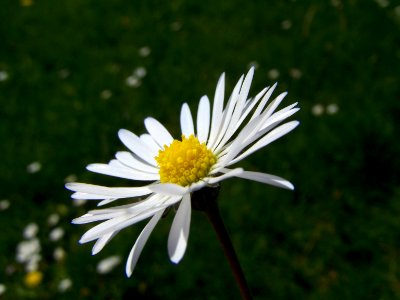 Blumen