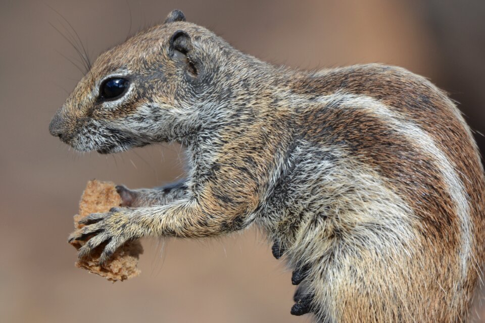 Animal chipmunk food