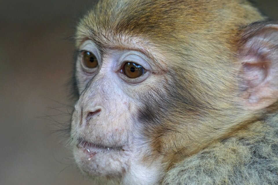 Monkey monkey mountain barbary ape