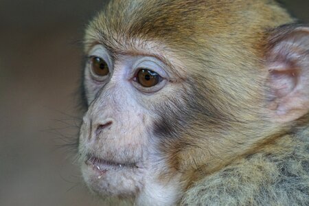 Monkey monkey mountain barbary ape photo