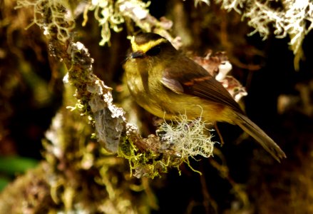 Ochthoeca diadema, Yellow-bellied chat-tyrant