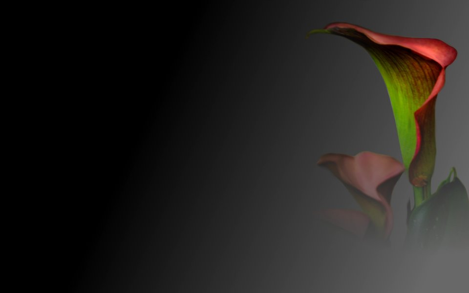 background, wallpaper, hintergrundbild (free)