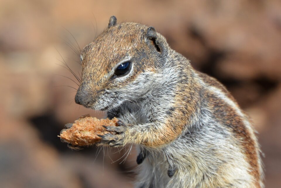 Chipmunk food rodent