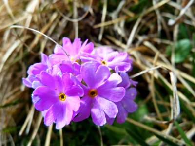 Pink Alp Flower photo