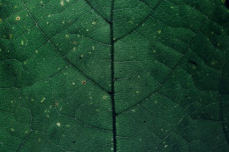 backlighting leave chlorophyll