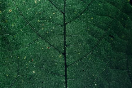 backlighting leave chlorophyll photo