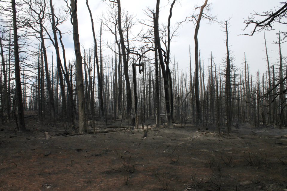 Prescribed burn at Manning Creek
