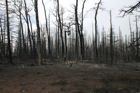 Prescribed burn at Manning Creek
